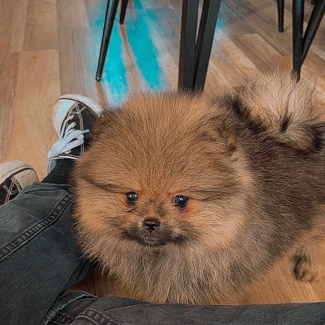 Arrow a rejoint le concours — aidez-le/la à gagner de superbes lots ! animal, black_jeans, brown, companion, cute, dog, domestic_animal, floor, fluffy, furry, indoor, legs, pet, pomeranian, puppy, small_dog, sneakers, standing, table_legs, wooden_floor
