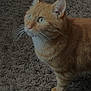 Simba a rejoint le concours — aidez-le/la à gagner de superbes lots ! cat, orange_tabby, pet, animal, whiskers, green_eyes, fur, standing, carpet, indoor, curious, closeup, mammal, domestic_animal, feline, looking_up, soft_light, texture, side_view, alert