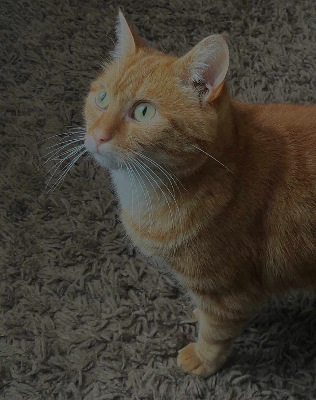 Simba