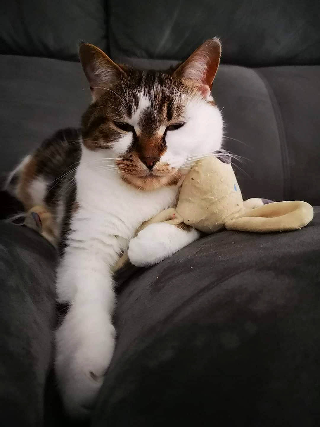 Pouff a rejoint le concours — aidez-le/la à gagner de superbes lots ! carnivore, cat, claw, comfort, domestic_short_haired_cat, felidae, foot, fur, human_leg, nap, paw, sitting, sleep, small_to_medium_sized_cats, snout, tail, whiskers