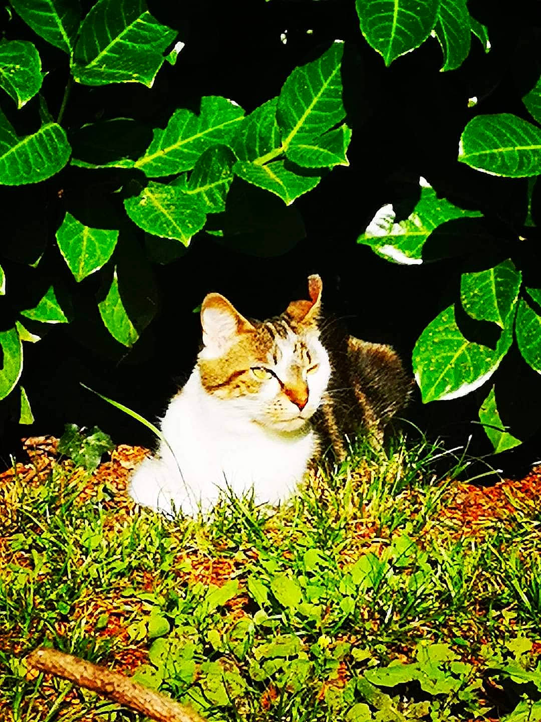 Pouff participe au concours pour gagner de l'argent avec cette photo : art, botany, carnivore, cat, domestic_short_haired_cat, fawn, felidae, grass, groundcover, leaf, natural_landscape, nature, plant, shrub, small_to_medium_sized_cats, tail, tree, vegetation, whiskers, wildlife