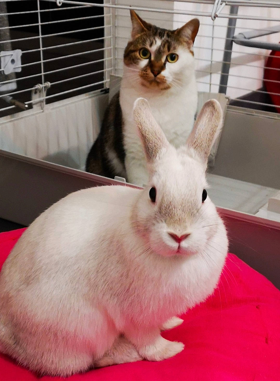 Pouff participe au concours pour gagner de l'argent avec cette photo : cat, comfort, domestic_rabbit, ear, event, fawn, flooring, fur, hare, rabbit, rabbits_and_hares, snout, snowshoe_hare, terrestrial_animal, whiskers