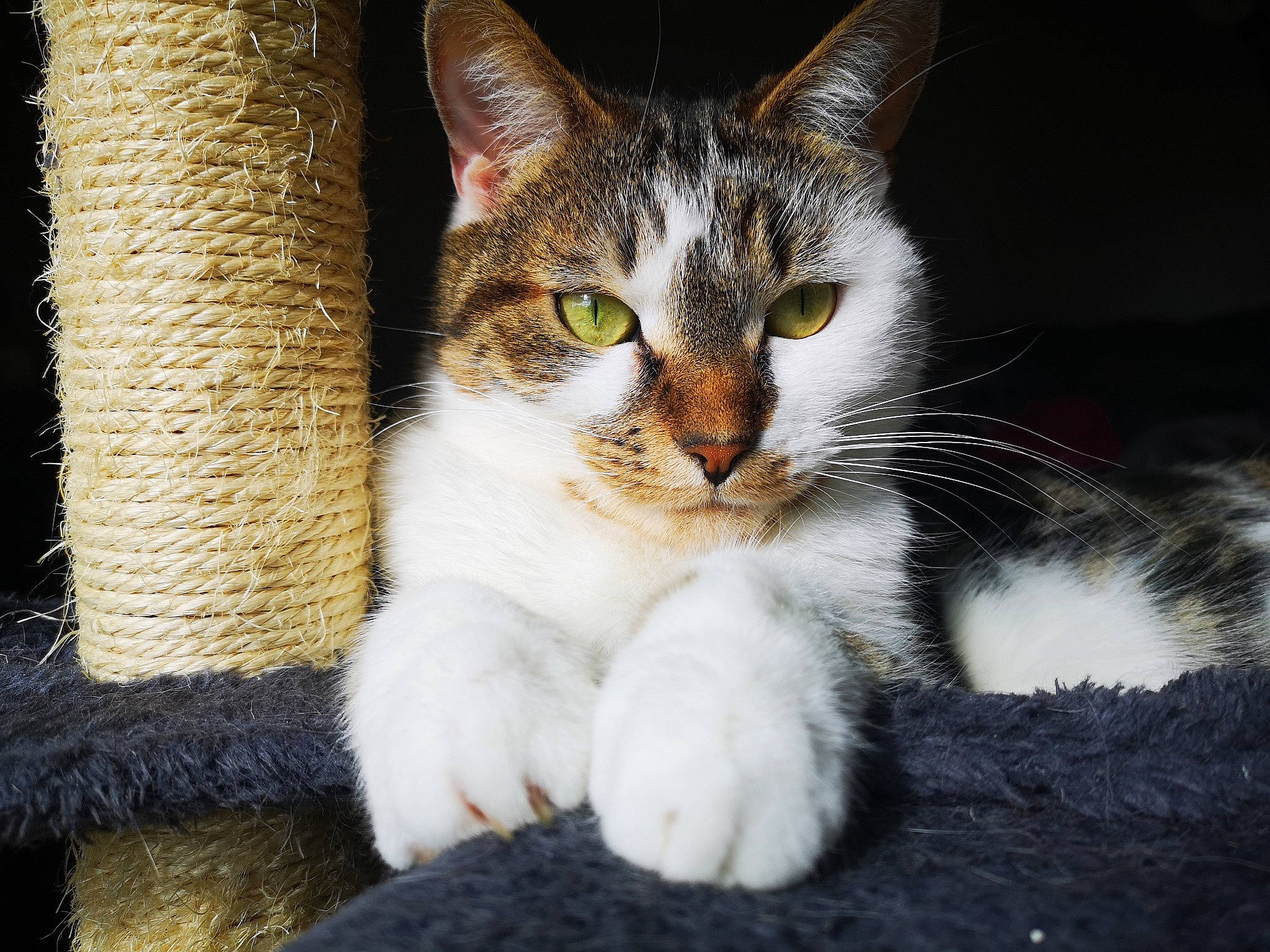 Pouff participe au concours pour gagner de l'argent avec cette photo : aegean_cat, american_wirehair, asian, carnivore, cat, domestic_short_haired_cat, european_shorthair, eye, felidae, fur, kitten, mammal, polydactyl_cat, sky, small_to_medium_sized_cats, snout, tabby_cat, tree, vertebrate, whiskers