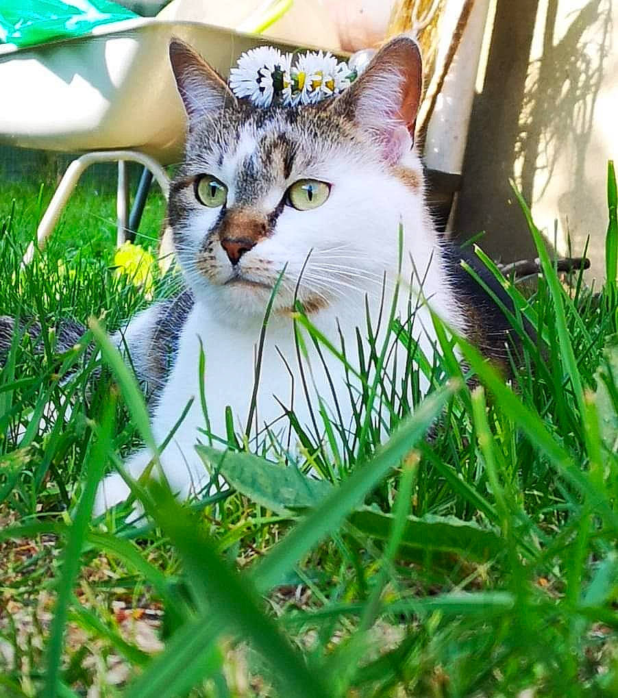 Pouff a rejoint le concours — aidez-le/la à gagner de superbes lots ! art, carnivore, cat, domestic_short_haired_cat, fawn, felidae, fur, grass, grass_family, groundcover, people_in_nature, photo_caption, plant, shrub, small_to_medium_sized_cats, snout, terrestrial_animal, tree, whiskers, wildlife