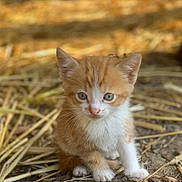 Douce participe au concours pour gagner de l'argent avec cette photo : kitten, cat, orange_cat, white_fur, animal, pet, cute, young_animal, outdoor, straw, dirt, small, fur, sitting, curious, close_up, nature, adorable, whiskers, ears