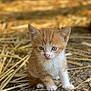 kitten, cat, orange_cat, white_fur, animal, pet, cute, young_animal, outdoor, straw, dirt, small, fur, sitting, curious, close_up, nature, adorable, whiskers, ears