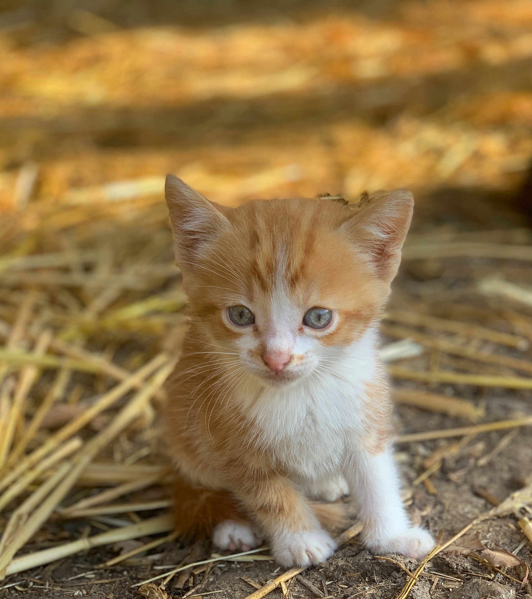 Douce participe au concours pour gagner de l'argent avec cette photo : kitten, cat, orange_cat, white_fur, animal, pet, cute, young_animal, outdoor, straw, dirt, small, fur, sitting, curious, close_up, nature, adorable, whiskers, ears