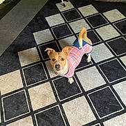 Fin is registered to the contest to win money with this photo: dog, pet, sweater, indoor, carpet, black_and_white, checkered_pattern, curious, small_dog, animal, floor, bed, cozy, looking_up, ears_up, tail_up, domestic, cute, companion, home