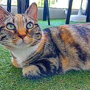 Bella a rejoint le concours — aidez-le/la à gagner de superbes lots ! cat, tabby_cat, green_eyes, close_up, animal, pet, feline, outdoor, artificial_grass, lying_down, fur, whiskers, ears, nose, background_blur, natural_light, domestic_animal, resting, curious, indoor_outdoor