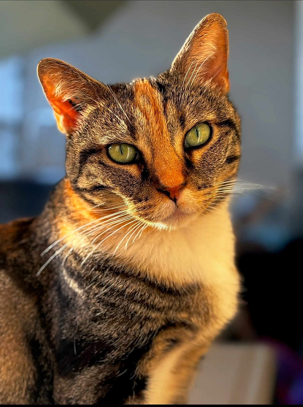 Bella participe au concours pour gagner de l'argent avec cette photo : cat, tabby, close_up, portrait, indoor, feline, whiskers, green_eyes, sunlight, fur, ears, face, animal, pet, domestic, cute, soft_light, focused, mammal, relaxed