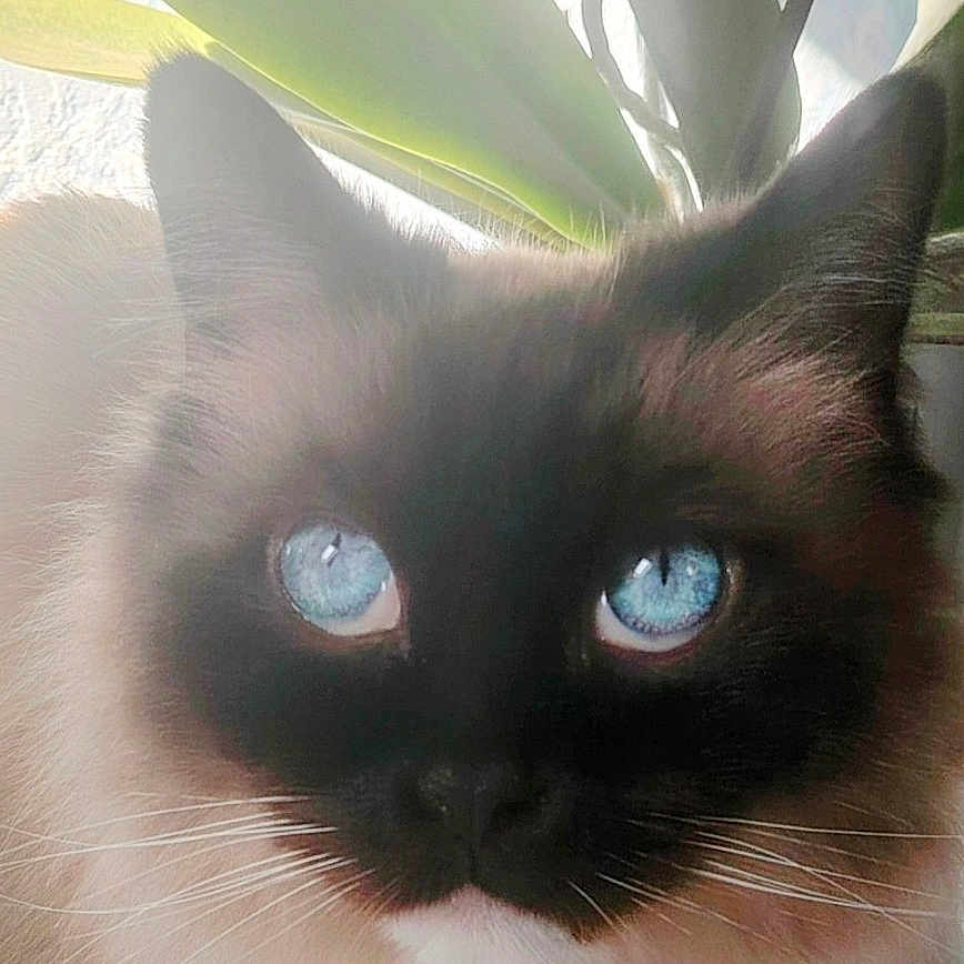Nouki
