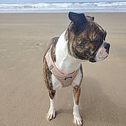 Nala participe au concours pour gagner de l'argent avec cette photo : dog, beach, sand, ocean, waves, harness, brindle, white, canine, outdoor, pet, animal, water, sky, cloudy, nature, coast, seashore, standing, curious