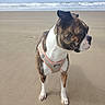 dog, beach, sand, ocean, waves, harness, brindle, white, canine, outdoor, pet, animal, water, sky, cloudy, nature, coast, seashore, standing, curious