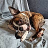 Nala a rejoint le concours — aidez-le/la à gagner de superbes lots ! dog, brindle, pet, chewing, toy, blanket, couch, indoor, animal, playful, ears, paw, fur, snout, relaxed, brown, white, black, closeup, canine