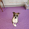 Nala a rejoint le concours — aidez-le/la à gagner de superbes lots ! dog, boston_terrier, puppy, purple_carpet, indoor, toy_box, educational_chart, number_chart, wall, floor, pet, looking_up, curious, playful, young_dog, animal, pet_indoor, brown_and_white, small_dog, cute