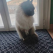 Nouki Des Rêves D Anaïs participe au concours pour gagner de l'argent avec cette photo : cat, fluffy, indoor, window, glass_door, rug, patterned_rug, sitting, side_view, natural_light, domestic_animal, pet, feline, quiet, calm, fur, whiskers, tail, floor, home