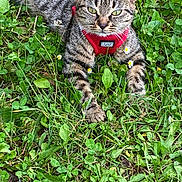 Minette participe au concours pour gagner de l'argent avec cette photo : alert, animal, cat, closeup, cute, daylight, feline, grass, green_eyes, harness, leash, mammal, nature, outdoor, pet, plants, resting, summer, tabby, wildflowers