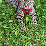 alert, animal, cat, closeup, cute, daylight, feline, grass, green_eyes, harness, leash, mammal, nature, outdoor, pet, plants, resting, summer, tabby, wildflowers