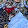 Minette participe au concours pour gagner de l'argent avec cette photo : animal, bowl, cat, cat_food, closeup, ears, fabric, feather_toy, feline, grass, harness, nature, outdoor, pet, playful, resting, stone, tabby, tail, whiskers