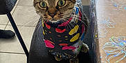 Minette participe au concours pour gagner de l'argent avec cette photo : animal, black_chair, cat, chair, colorful, curious, domestic_cat, ears, feline, floor_tiles, indoor, patterned, paws, pet, scarf, tabby_cat, table, tablecloth, whiskers, wide_eyes