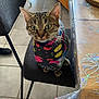 animal, black_chair, cat, chair, colorful, curious, domestic_cat, ears, feline, floor_tiles, indoor, patterned, paws, pet, scarf, tabby_cat, table, tablecloth, whiskers, wide_eyes