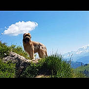 Musly participe au concours pour gagner de l'argent avec cette photo : dog, outdoor, grass, rock, sky, cloud, mountain, nature, animal, pet, landscape, sunny, blue_sky, greenery, shaggy_dog, standing, daytime, wildlife, scenic, hill