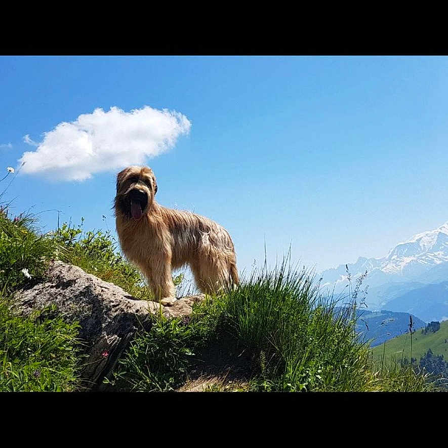 Musly participe au concours pour gagner de l'argent avec cette photo : dog, outdoor, grass, rock, sky, cloud, mountain, nature, animal, pet, landscape, sunny, blue_sky, greenery, shaggy_dog, standing, daytime, wildlife, scenic, hill