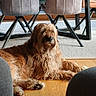 Musly a rejoint le concours — aidez-le/la à gagner de superbes lots ! dog, indoor, wooden_floor, chair, furniture, table, pet, canine, relaxed, brown, fluffy, modern, living_room, domestic_animal, home, floor, natural_light, resting, companion, cozy