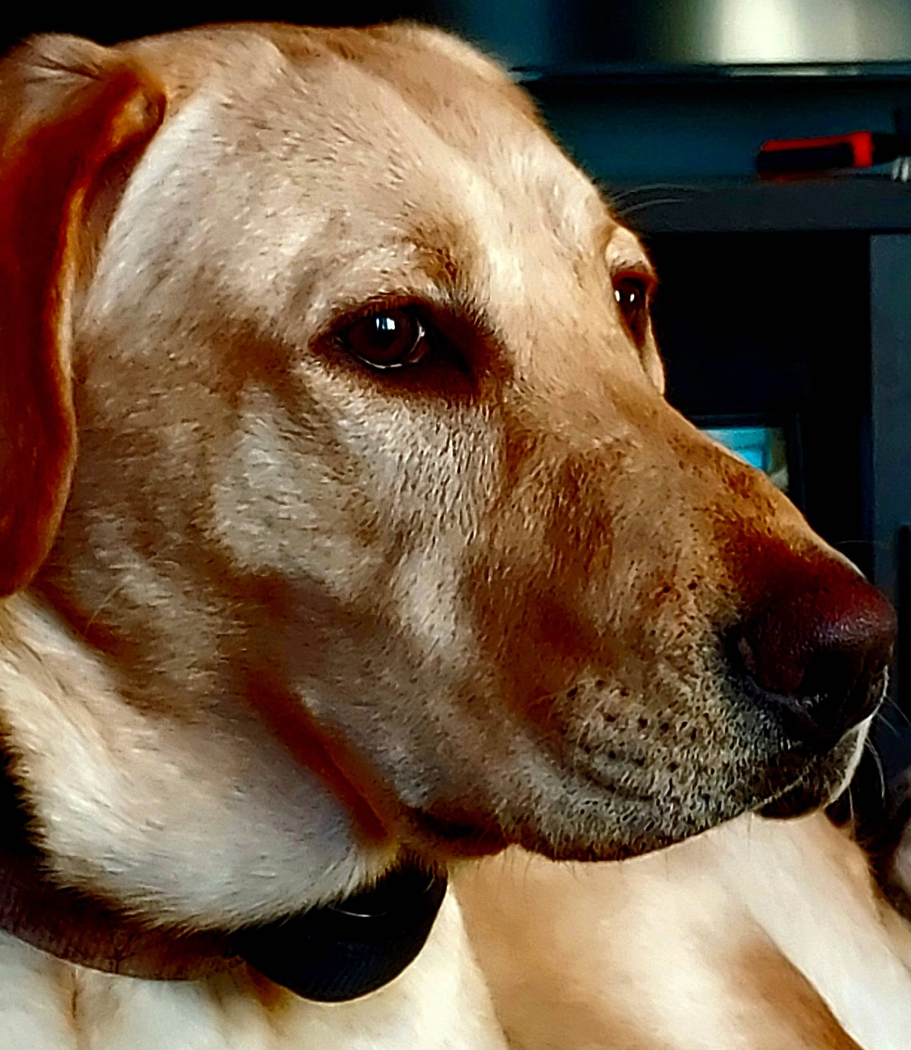 Charlie joined the competition — help win amazing prizes! canidae, carnivore, collar, companion_dog, dog, dog_breed, dog_collar, dog_supply, ear, fawn, fur, gun_dog, head, liver, pet_supply, snout, sporting_group, whiskers, working_animal, working_dog