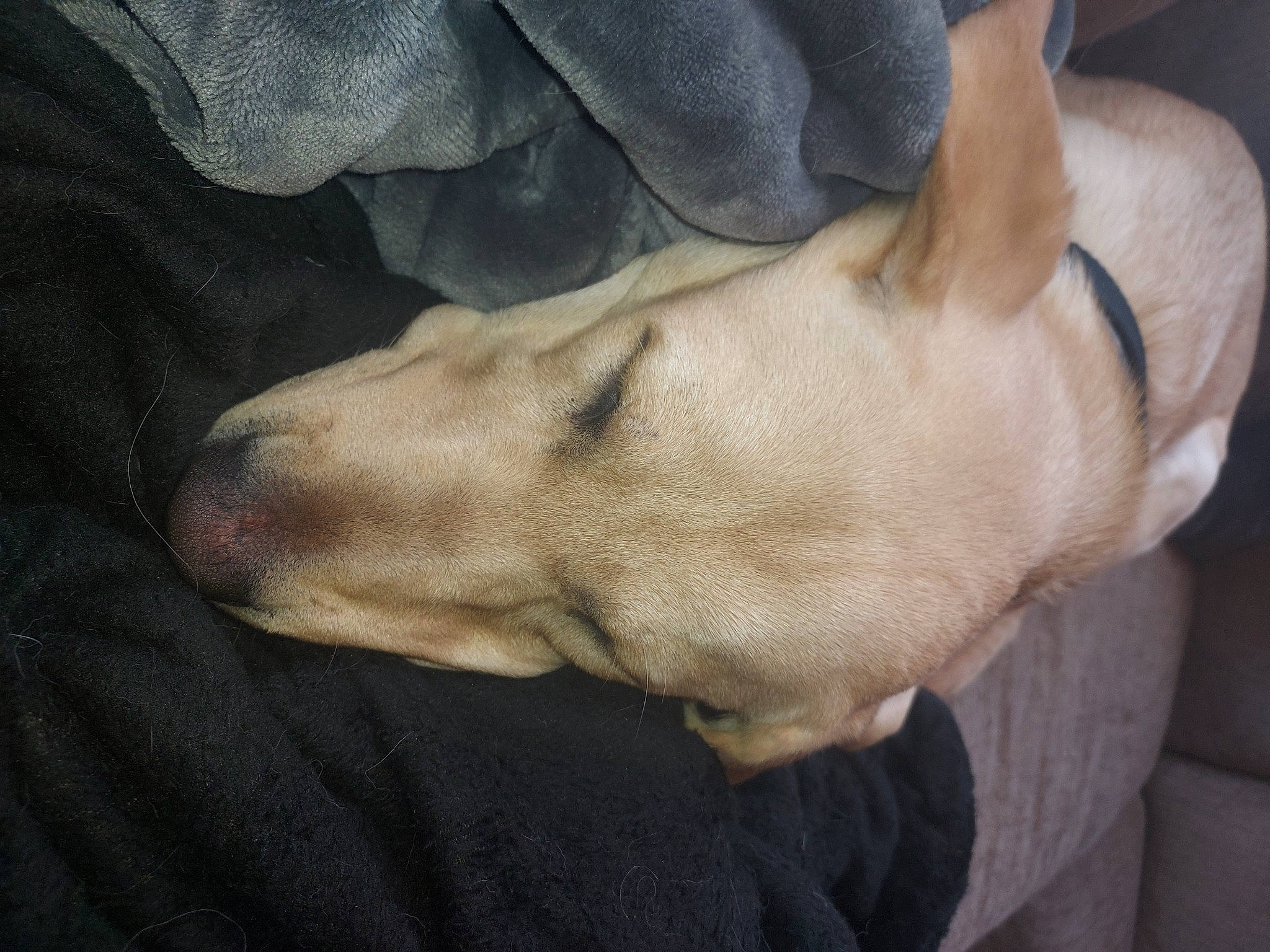 Charlie joined the competition — help win amazing prizes! carnivore, comfort, companion_dog, dog, dog_breed, ear, fawn, foot, gesture, guard_dog, human_leg, non_sporting_group, tail, whiskers, wrinkle