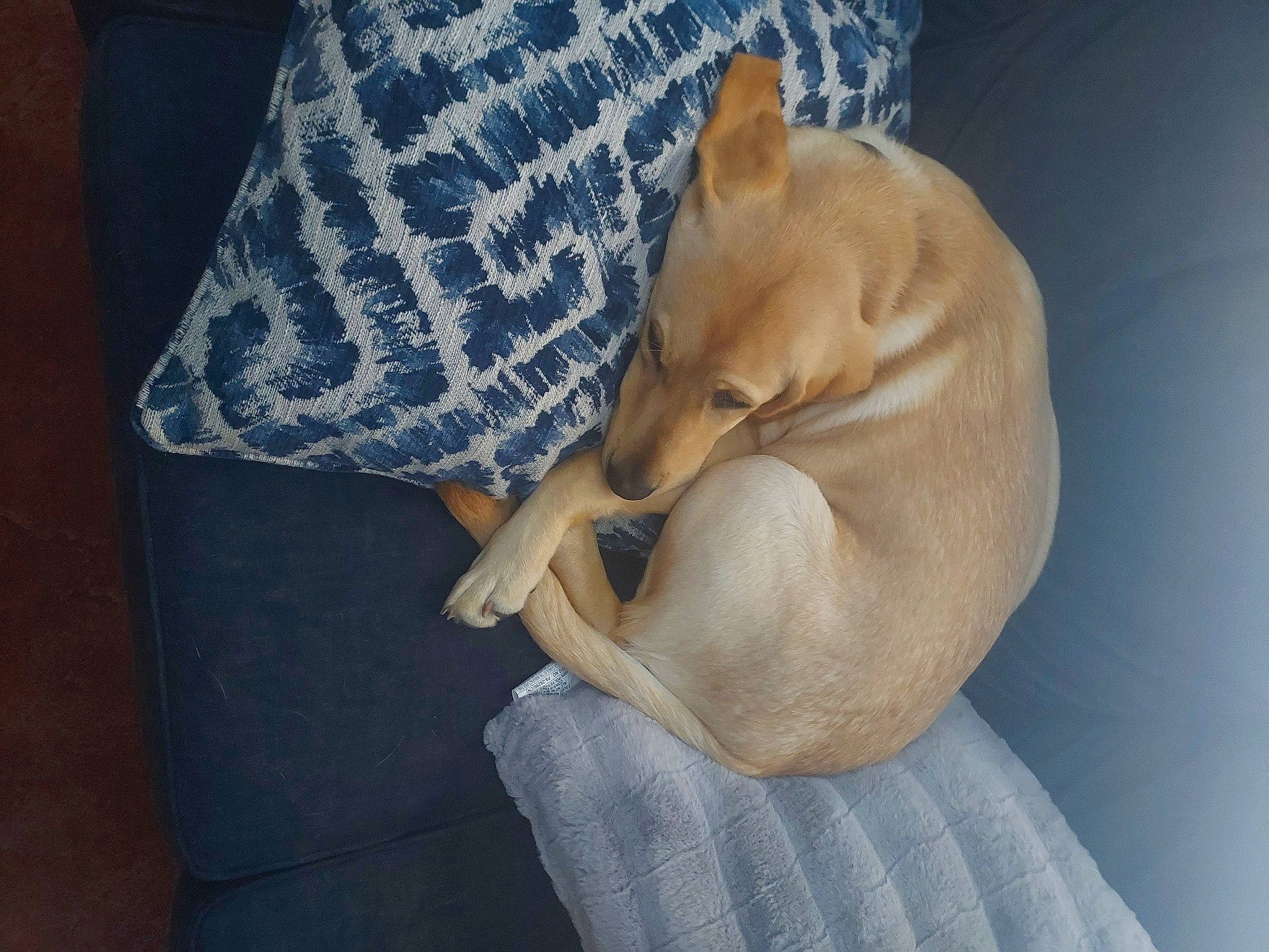 Charlie is registered to the contest to win money with this photo: canidae, carnivore, comfort, companion_dog, dog, dog_breed, dog_supply, ear, fawn, fur, human_leg, linens, paw, snout, sporting_group, tail, toy_dog, watch, whiskers, working_animal