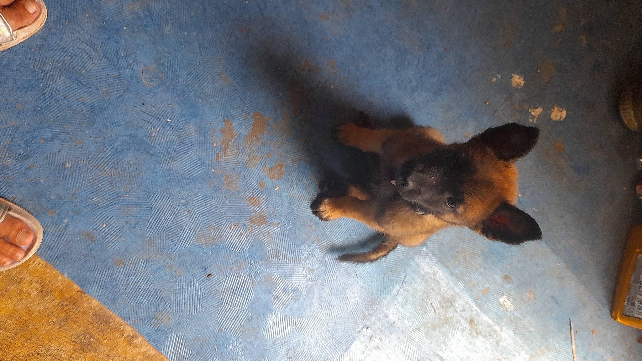 Stela participe au concours pour gagner de l'argent avec cette photo : canidae, carnivore, comfort, companion_dog, dog, dog_breed, dog_supply, electric_blue, fawn, flooring, fur, guard_dog, paw, prazsky_krysarik, puppy, snout, sporting_group, toy_dog, wood, working_dog