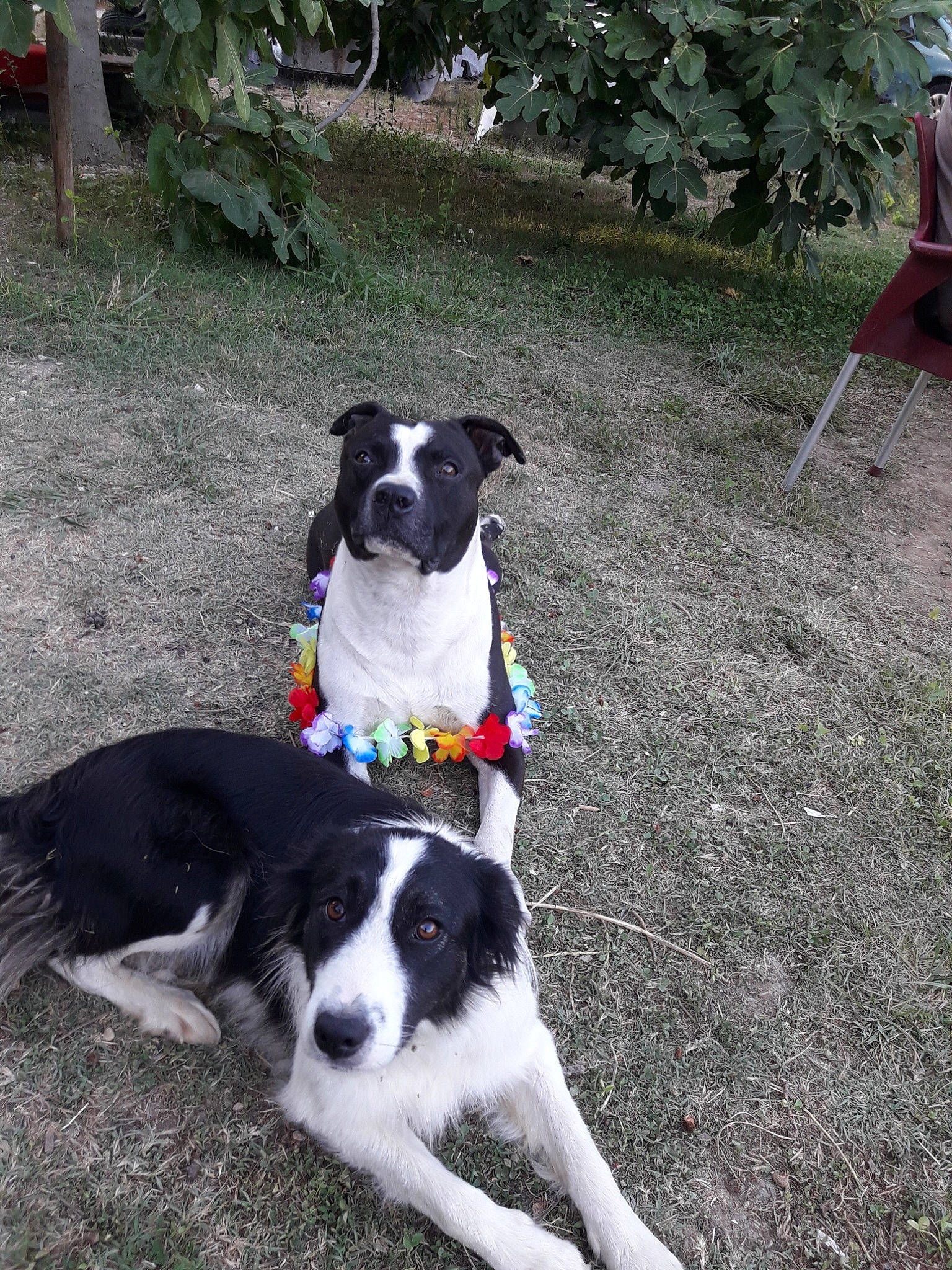 Faya a rejoint le concours — aidez-le/la à gagner de superbes lots ! adventure, border_collie, canidae, carnivore, danish_swedish_farmdog, dog, dog_breed, herding_dog, mammal, mcnab, rare_breed_dog, sporting_group, stabyhoun, tail, vertebrate