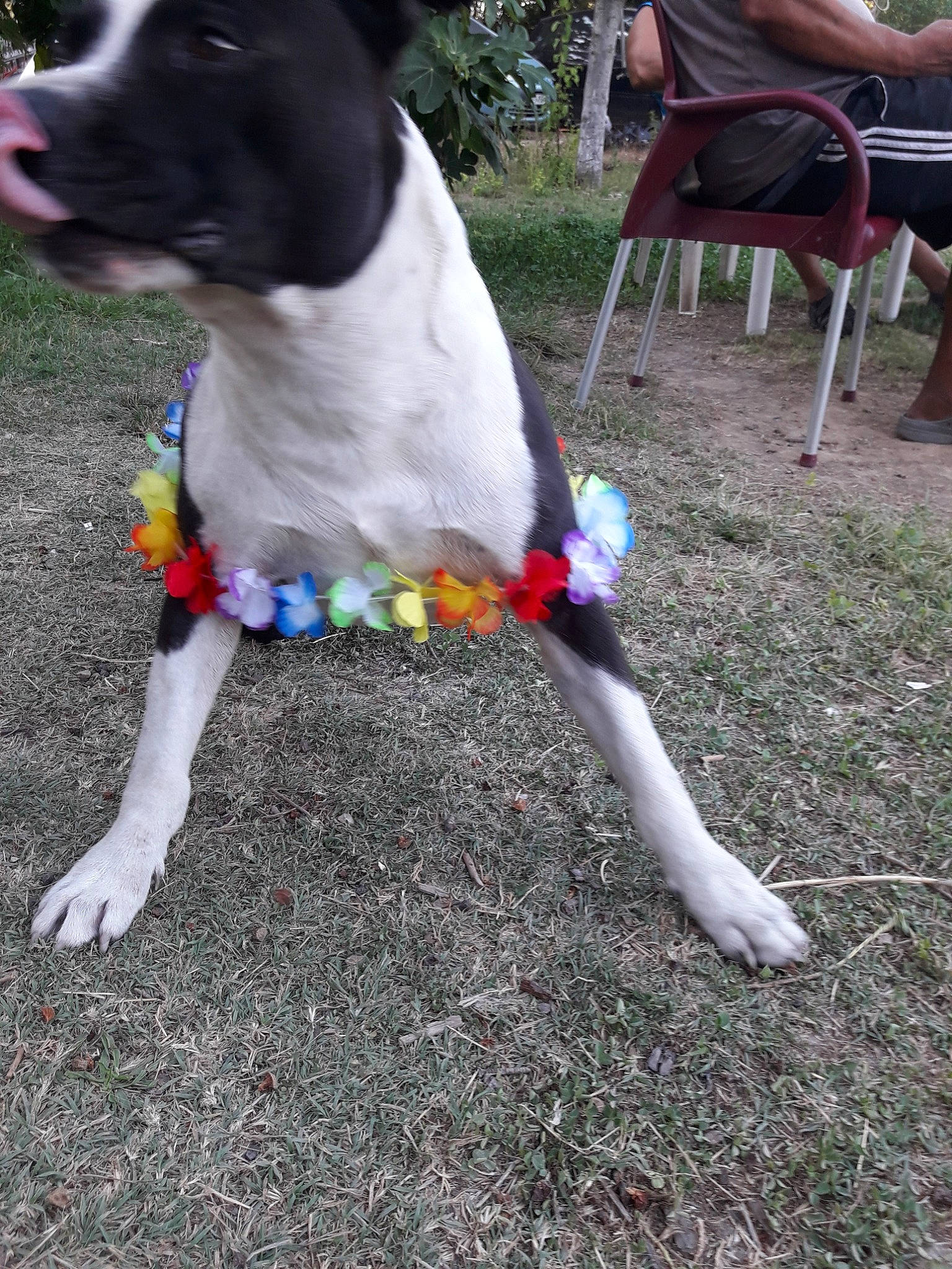 Faya a rejoint le concours — aidez-le/la à gagner de superbes lots ! boston_terrier, canidae, carnivore, dog, dog_breed, fawn, mammal, non_sporting_group, pointer, rare_breed_dog, sporting_group, tail