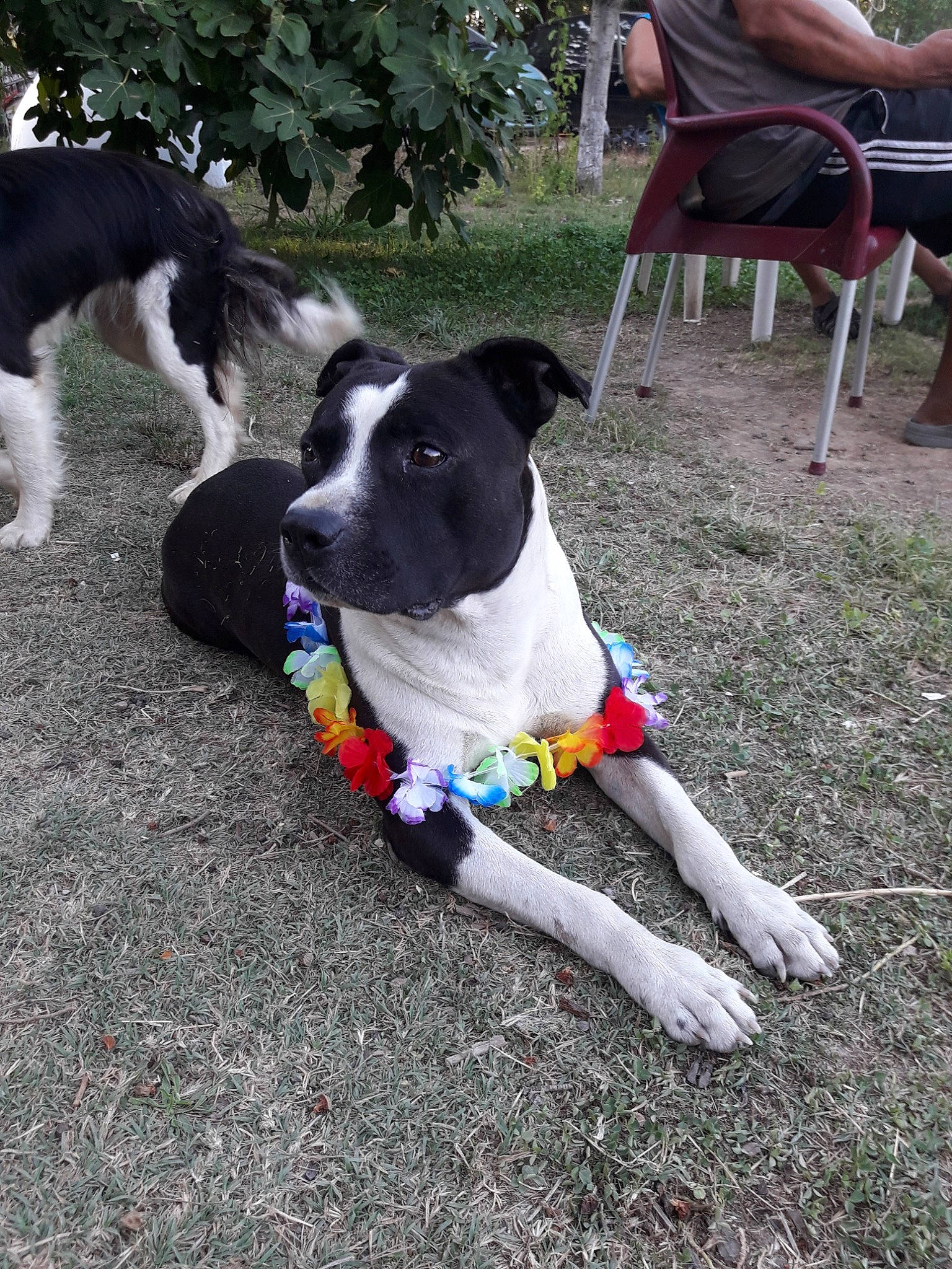 Faya a rejoint le concours — aidez-le/la à gagner de superbes lots ! border_collie, canidae, carnivore, danish_swedish_farmdog, dog, dog_breed, herding_dog, karelian_bear_dog, mammal, mcnab, rare_breed_dog, snout, sporting_group, stabyhoun, tail, vertebrate, working_dog