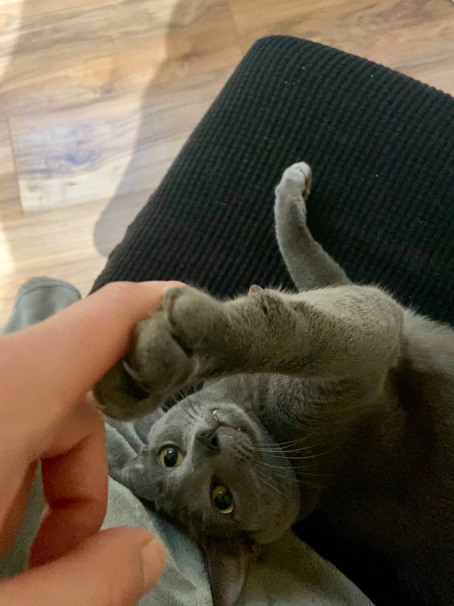 Astro joined the competition — help win amazing prizes! carnivore, cat, claw, comfort, domestic_short_haired_cat, felidae, finger, fur, gesture, hand, linens, nail, paw, small_to_medium_sized_cats, tail, thumb, whiskers, wool