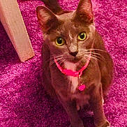 Lil Grey Kitty is registered to the contest to win money with this photo: cat, feline, pet, animal, sitting, collar, pink_carpet, indoor, portrait, looking_at_camera, green_eyes, whiskers, ears, tail, short_hair, gray_fur, white_paws, cardboard, home, cute