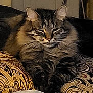 Aries Okkly joined the competition — help win amazing prizes! animal, cat, closeup, comfort, cozy, ears, feline, fluffy, fur, home, indoor, patterned, pet, pillow, relaxed, resting, sleepy, soft, tabby, whiskers