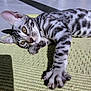 cat, kitten, tabby, stretching, paw, green_mat, indoor, sunlight, curious, relaxed, pet, feline, whiskers, ears, floor, shadow, texture, playful, animal, closeup