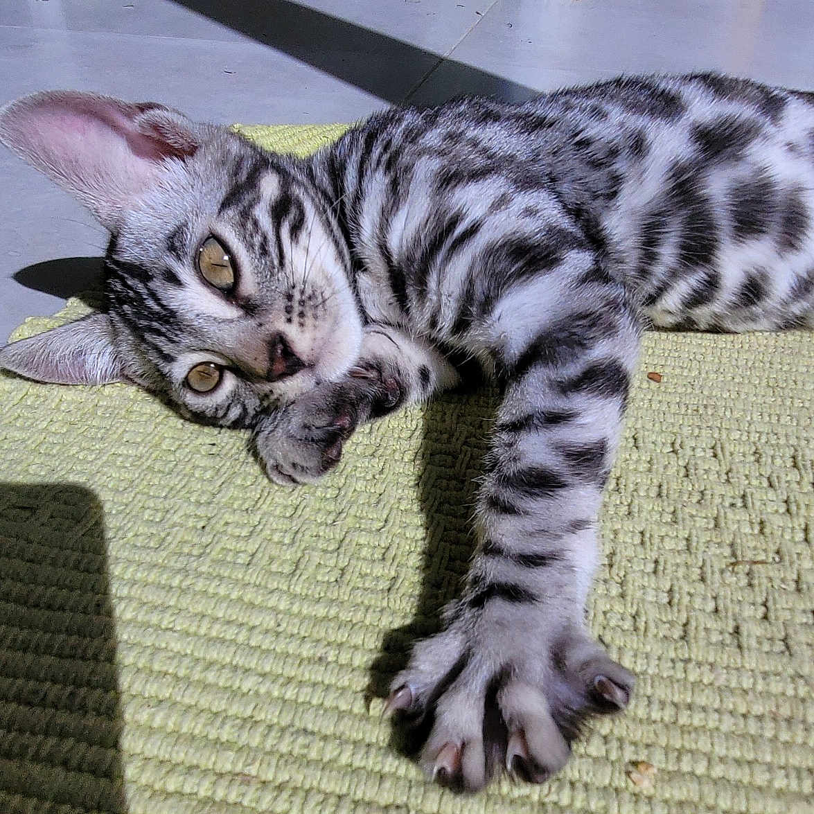 Aslan a rejoint le concours — aidez-le/la à gagner de superbes lots ! animal, cat, closeup, curious, ears, feline, floor, green_mat, indoor, kitten, paw, pet, playful, relaxed, shadow, stretching, sunlight, tabby, texture, whiskers