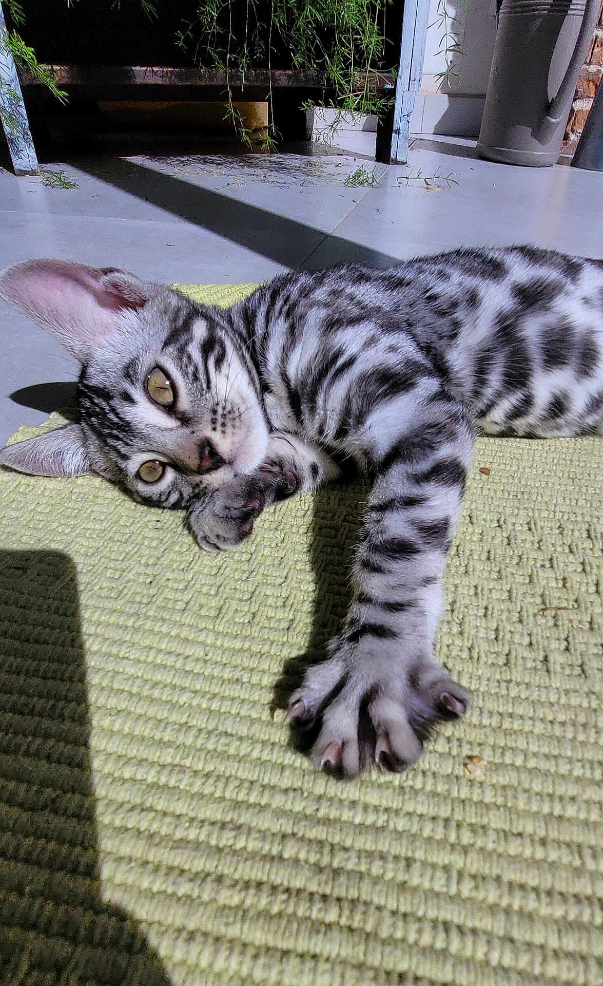 Aslan a rejoint le concours — aidez-le/la à gagner de superbes lots ! cat, kitten, tabby, stretching, paw, green_mat, indoor, sunlight, curious, relaxed, pet, feline, whiskers, ears, floor, shadow, texture, playful, animal, closeup