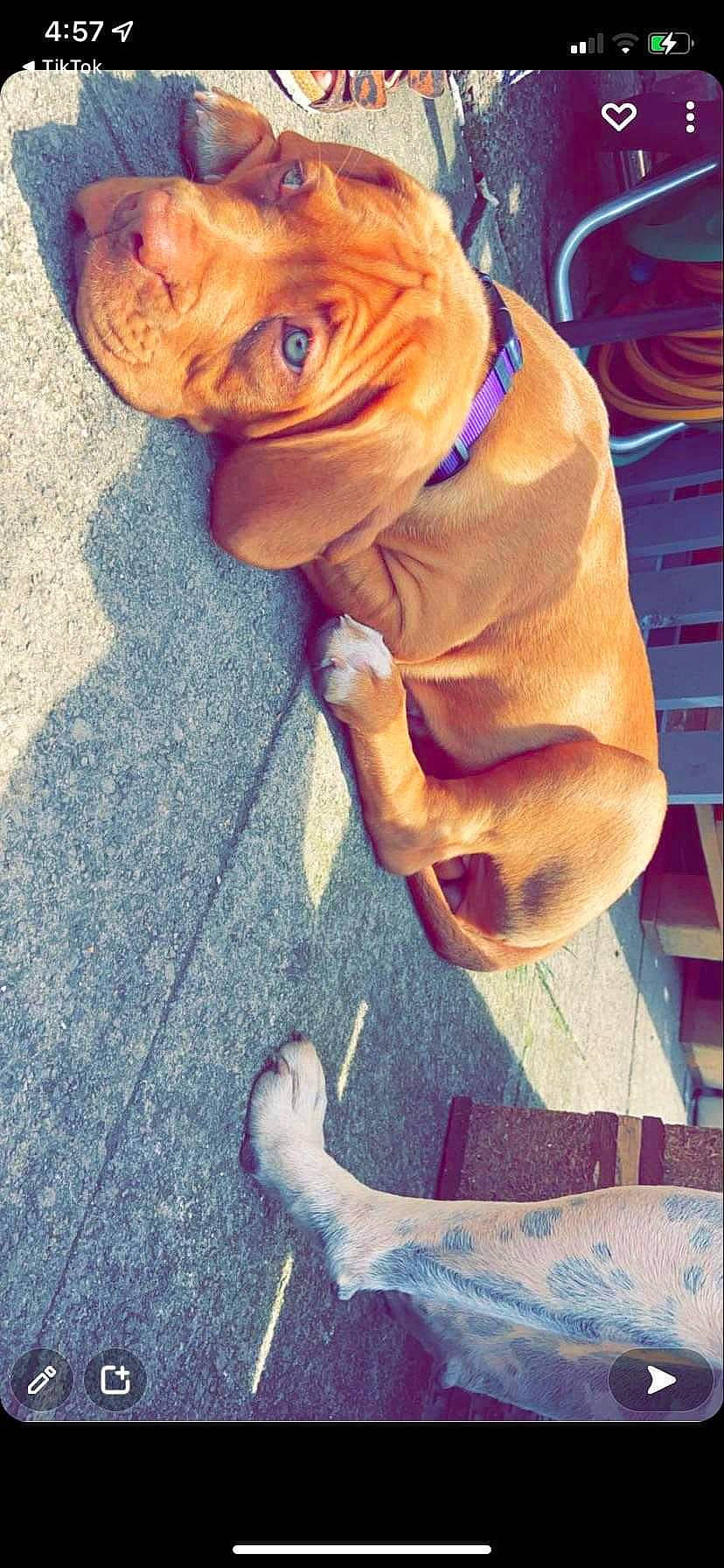 Daisy Doo is registered to the contest to win money with this photo: beauty, blue, carnivore, companion_dog, dog, dog_breed, electric_blue, fawn, flooring, foot, fur, human_leg, orange, photograph, snout, sporting_group, toy, wood, working_animal, wrinkle