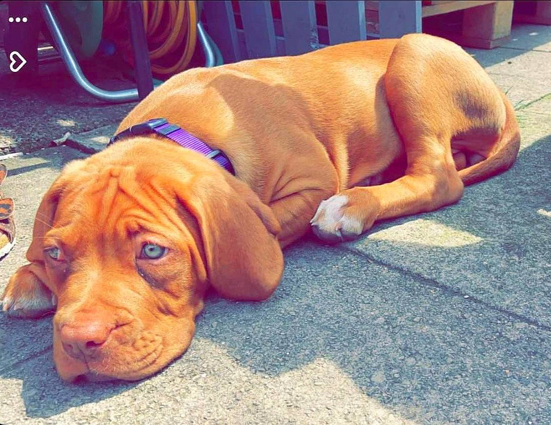 Daisy Doo joined the competition — help win amazing prizes! canidae, carnivore, comfort, companion_dog, dog, dog_breed, dog_collar, dog_supply, fawn, flooring, fur, hardwood, liver, paw, pet_supply, snout, sporting_group, wood, working_animal