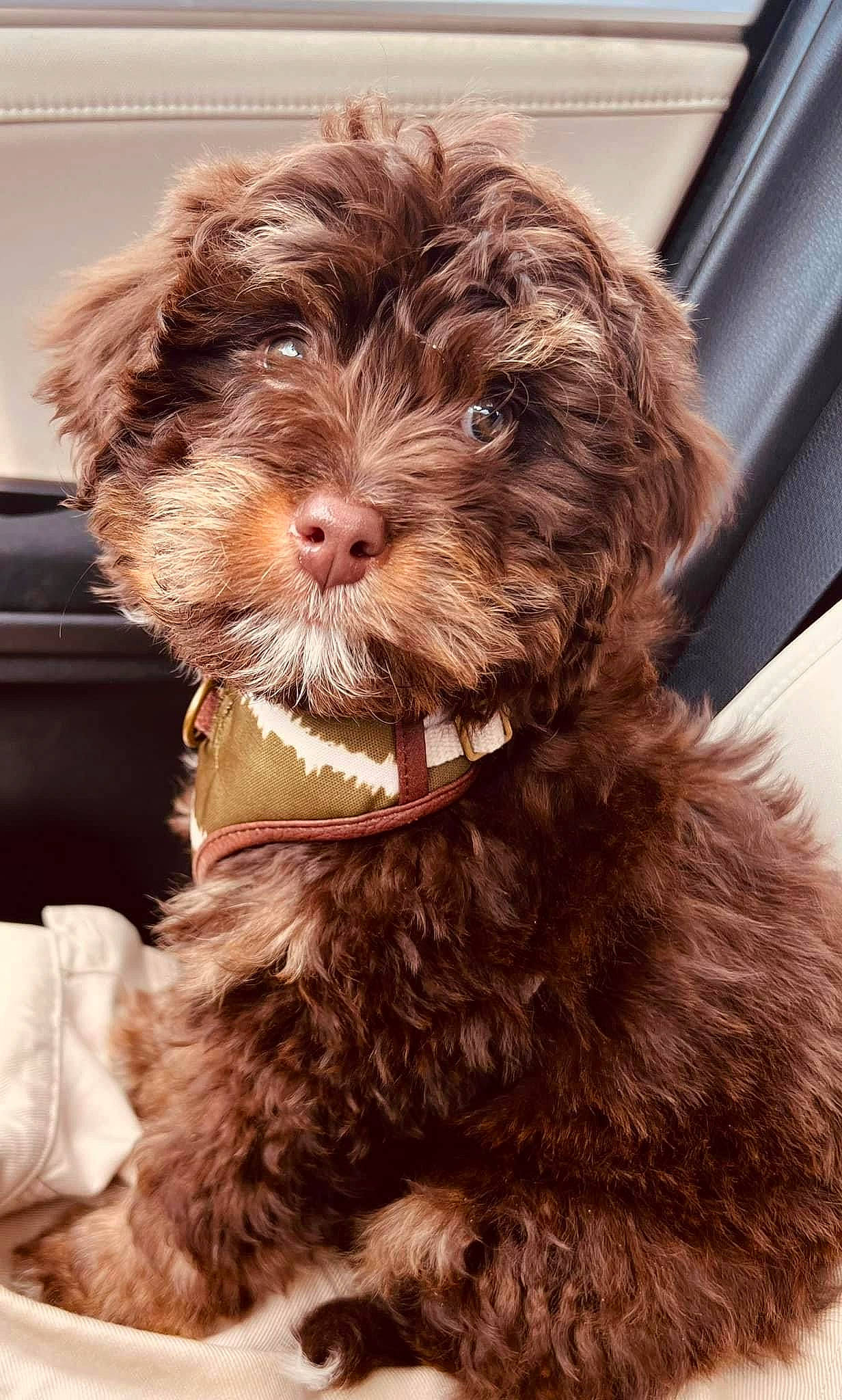 Hendrix joined the competition — help win amazing prizes! canidae, carnivore, collar, companion_dog, dog, dog_breed, dog_collar, fur, liver, maltepoo, poodle_crossbreed, puppy_love, small_terrier, snout, sporting_group, terrier, toy_dog, water_dog, working_animal, yorkipoo
