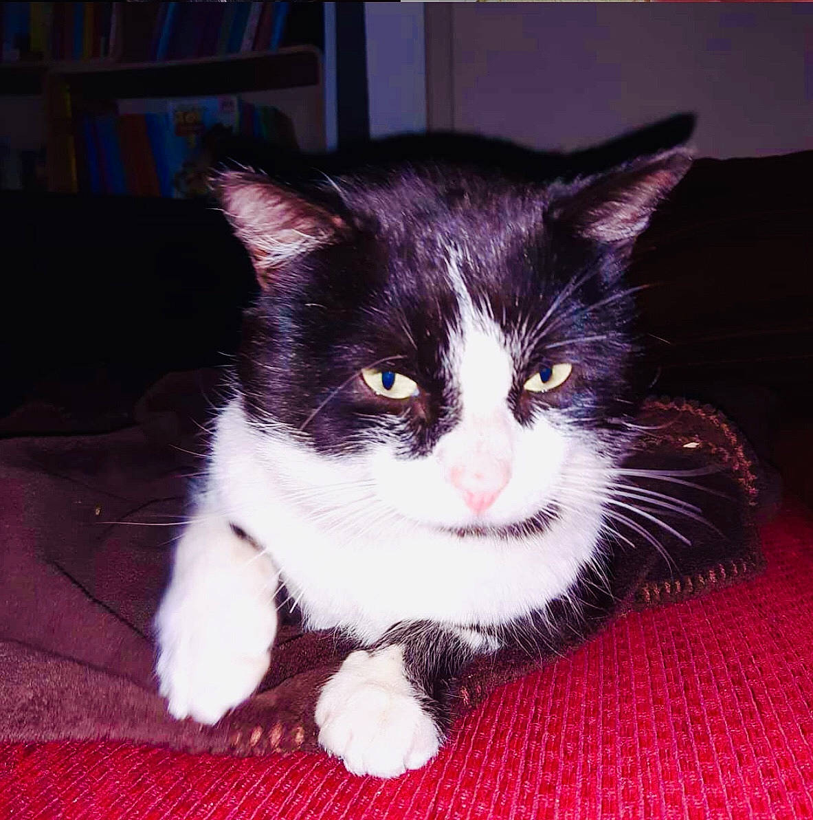 Felix  participe au concours pour gagner de l'argent avec cette photo : american_wirehair, black_and_white, carnivore, cat, domestic_short_haired_cat, european_shorthair, eye, felidae, fur, kitten, mammal, nose, polydactyl_cat, small_to_medium_sized_cats, snout, vertebrate, whiskers