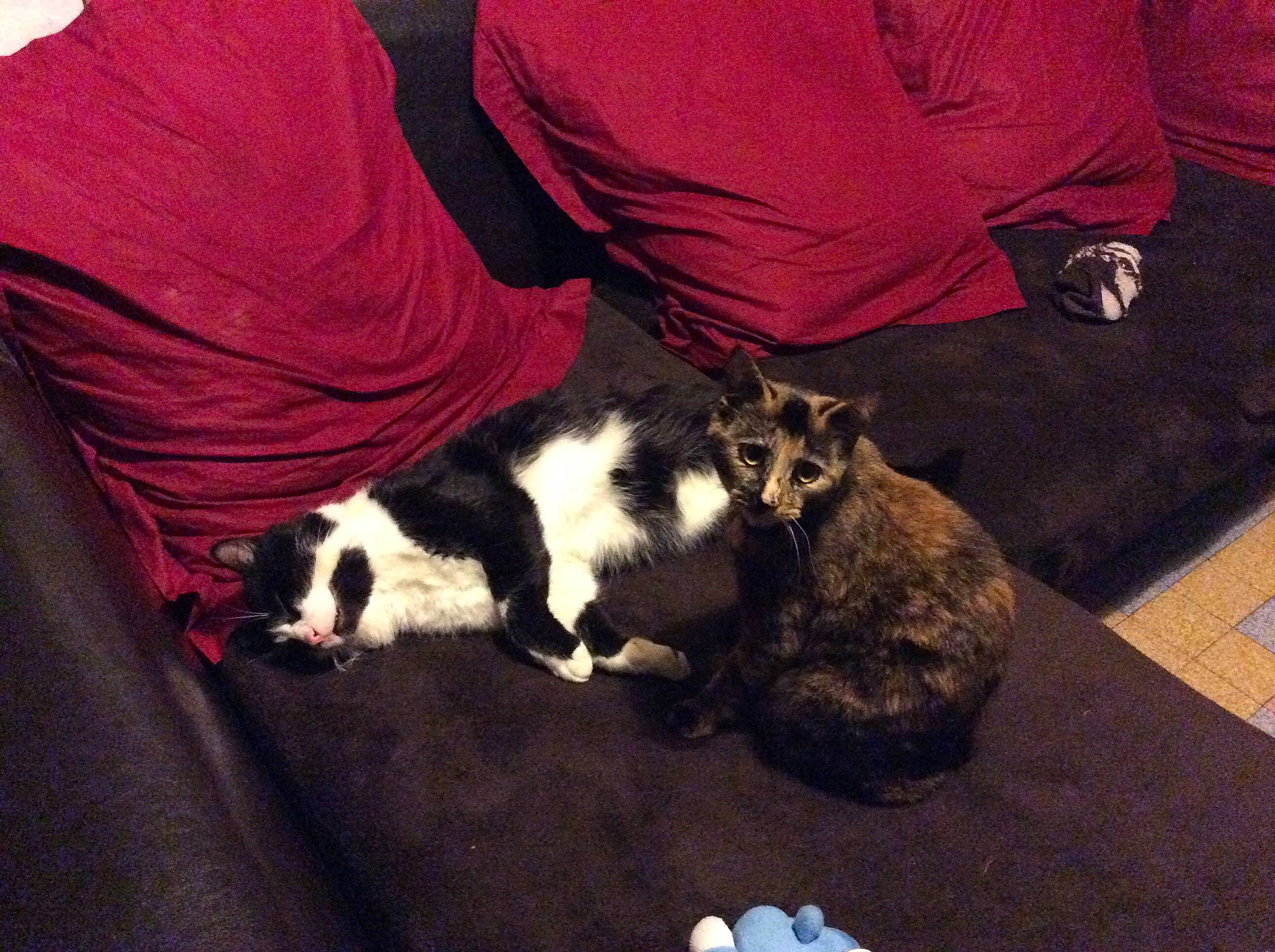 Felix  participe au concours pour gagner de l'argent avec cette photo : canidae, carnivore, cat, dog_breed, felidae, kitten, small_to_medium_sized_cats, sporting_group