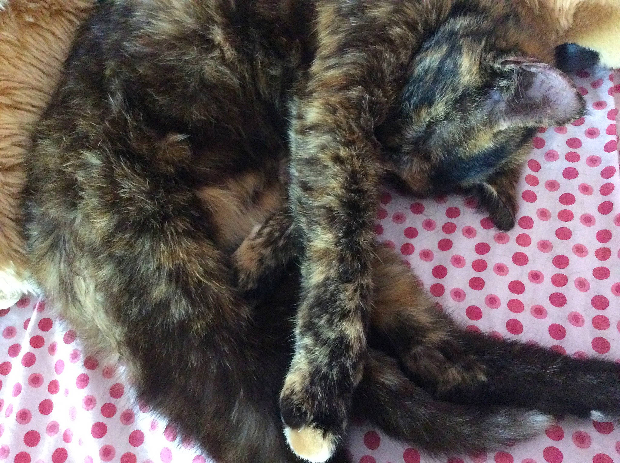 Pookie a rejoint le concours — aidez-le/la à gagner de superbes lots ! carnivore, cat, claw, domestic_short_haired_cat, dragon_li, european_shorthair, fawn, felidae, fur, kitten, paw, polydactyl_cat, small_to_medium_sized_cats, snout, tabby_cat, tail, whiskers