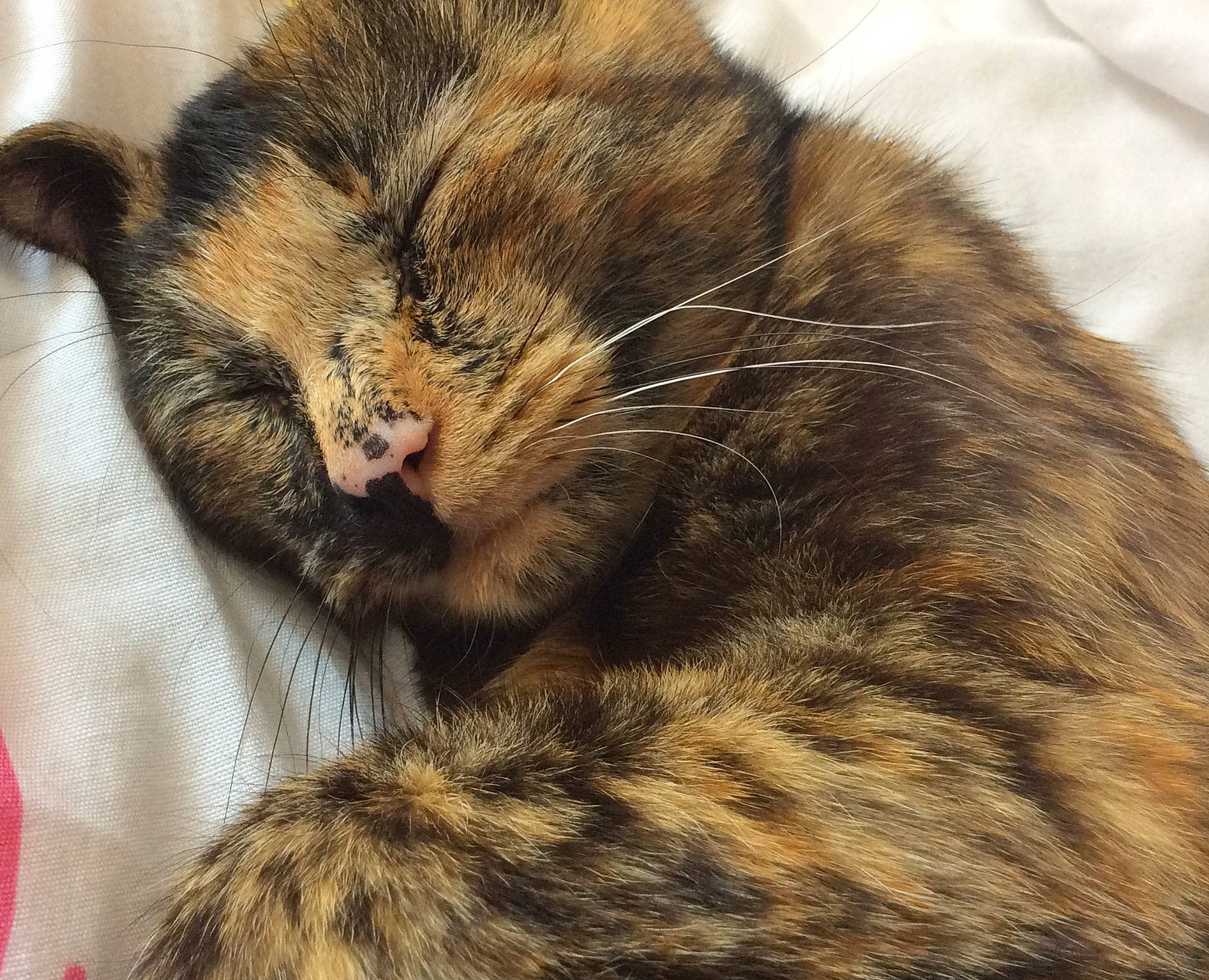 Pookie participe au concours pour gagner de l'argent avec cette photo : asian, carnivore, cat, claw, domestic_short_haired_cat, dragon_li, ear, european_shorthair, felidae, fur, kitten, nap, sleep, small_to_medium_sized_cats, snout, tabby_cat, whiskers, wild_cat