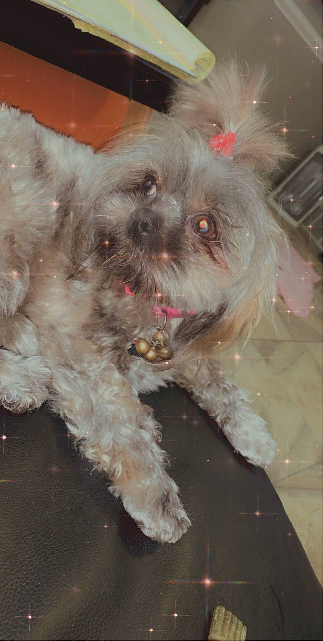 Gigi is registered to the contest to win money with this photo: bolonka, canidae, carnivore, chinese_imperial_dog, companion_dog, dog, dog_breed, lhasa_apso, lowchen, maltepoo, maltese, mammal, pekapoo, poodle_crossbreed, puppy, schnoodle, shih_poo, shih_tzu, snout, terrier