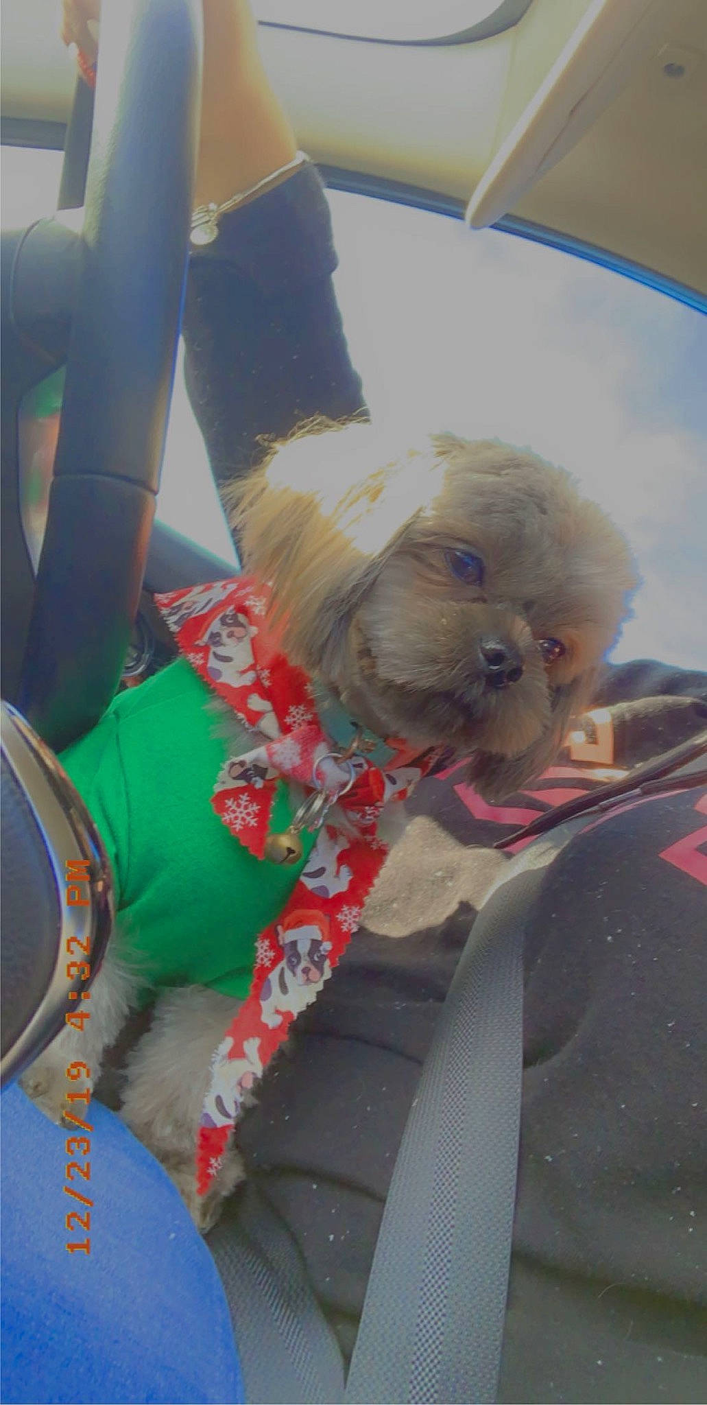 Gigi is registered to the contest to win money with this photo: canidae, companion_dog, dog, dog_breed, fawn, lhasa_apso, non_sporting_group, shih_tzu, sporting_group, toy_dog